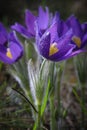 Flower of the pulsatilla patentis Royalty Free Stock Photo