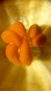 Flower pumpkin farm photo India