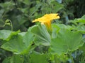 Flower pumpkin