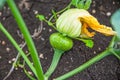 Flower Pumpkin, Pumpkin in Thailand, Pumpkin in asian