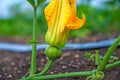 Flower Pumpkin, Flower of Pumpkin, Flower of Pumpkin from Thailand country