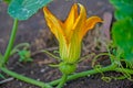 Flower Pumpkin, Flower of Pumpkin, Flower of Pumpkin from Thailand country