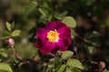 Flower of a purble Rosa violacea Royalty Free Stock Photo
