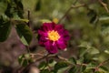 Flower of a purble Rosa violacea Royalty Free Stock Photo