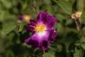 Flower of a purble Rosa violacea Royalty Free Stock Photo