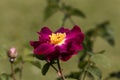 Flower of a purble Rosa violacea Royalty Free Stock Photo