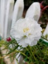 Flower with pure white nature