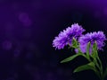 Flower purple Royalty Free Stock Photo