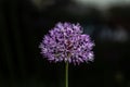 Flower of purple allium decorative bow closeup on a black background. Horizontal orientation. Royalty Free Stock Photo