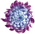 Flower purple-blue  chrysanthemum . Flower isolated on a white background. No shadows with clipping path. Close-up Royalty Free Stock Photo