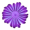 Flower purple blue daisy isolated on white background with clipping path. Close-up. Royalty Free Stock Photo