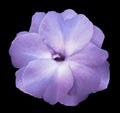 Flower purple-blue violets on the black isolated background with clipping path no shadows. Closeup For design. Royalty Free Stock Photo