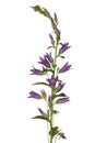 Flower with purple buds in the form of bells isolated on a white background