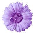 Flower purple  calendula  isolated on a white background with clipping path. Close-up Royalty Free Stock Photo