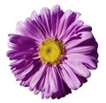 Flower purple Chamomile on white isolated background with clipping path. Daisy violet-yellow with droplets of water for design. C Royalty Free Stock Photo