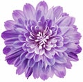 Flower purple chrysanthemum . Flower isolated on a white background. No shadows with clipping path. Close-up. Royalty Free Stock Photo