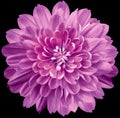 flower purple chrysanthemum . Flower isolated on the black background. No shadows with clipping path. Close-up. Royalty Free Stock Photo