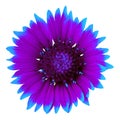 Flower purple cyan gaillardia isolated on a white background. Close-up. Royalty Free Stock Photo