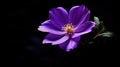 flower purple dark background