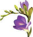 Flower purple freesia one branch