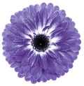 flower purple gerbera. Flower isolated on a white background. No shadows with clipping path. Close-up. Royalty Free Stock Photo