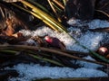 Flower Purple hellebore helleborus purpurascens appearing from the soil in early spring surrounded with snow in sunlight Royalty Free Stock Photo