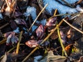 Flower Purple hellebore helleborus purpurascens appearing from the soil in early spring surrounded with snow in sunlight Royalty Free Stock Photo