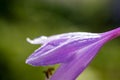 Flower purple hosta growing in the summer garden