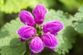 Flower with purple inflorescence capitate