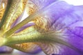 Flower of purple iris, closeup, beautiful background Royalty Free Stock Photo
