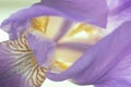 Flower of purple iris, closeup, beautiful background Royalty Free Stock Photo