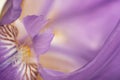 Flower of purple iris, closeup, beautiful background Royalty Free Stock Photo