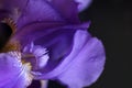 Flower of purple iris, closeup, beautiful background Royalty Free Stock Photo