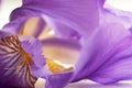 Flower of purple iris, closeup, beautiful background Royalty Free Stock Photo