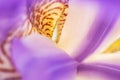 Flower of purple iris, closeup, beautiful background. Royalty Free Stock Photo