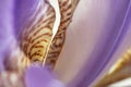 Flower of purple iris, closeup, beautiful background Royalty Free Stock Photo