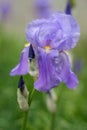 Flower of Purple iris Iris germanica Royalty Free Stock Photo