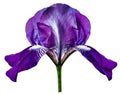 Flower purple iris. Isolated on a white background. Close-up. without shadows. For design. Royalty Free Stock Photo