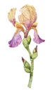 Flower of purple iris, Watercolor hand drawn painting illustration, isolated on white background Royalty Free Stock Photo