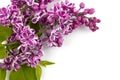 Flower purple lilac, Syringa vulgaris isolated on white background. Copy space. Royalty Free Stock Photo