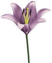 Flower purple lily isolated on white background. Close-up. Flower bud on a green stem. Royalty Free Stock Photo