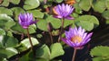 Flower purple lotuses in the pond