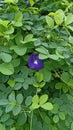 flower Purple in the middle of green leaves Royalty Free Stock Photo
