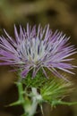 Flower of a purple milk thistle Royalty Free Stock Photo