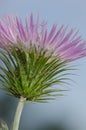 Flower of a purple milk thistle Royalty Free Stock Photo