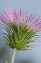 Flower of a purple milk thistle Royalty Free Stock Photo