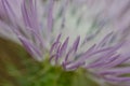 Flower of a purple milk thistle Royalty Free Stock Photo