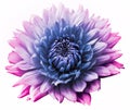 Flower purple motley dahlia. Isolated on a white background. Close-up. without shadows. Royalty Free Stock Photo