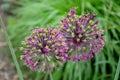 Allium giganteum garlic circular flower of ornamental garden purple violet blooming fading away Royalty Free Stock Photo