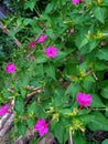 Flower purple nature Indonesia green landscape potography